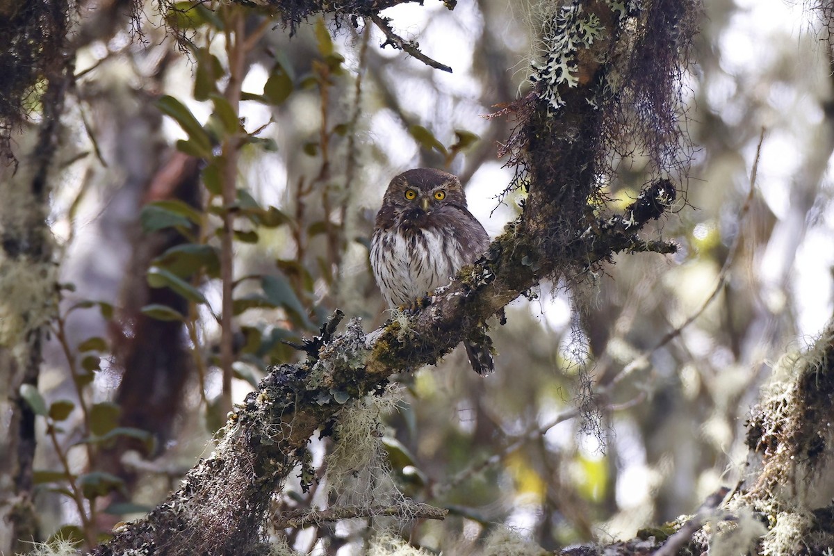 Andean Pygmy-Owl - ML615642579