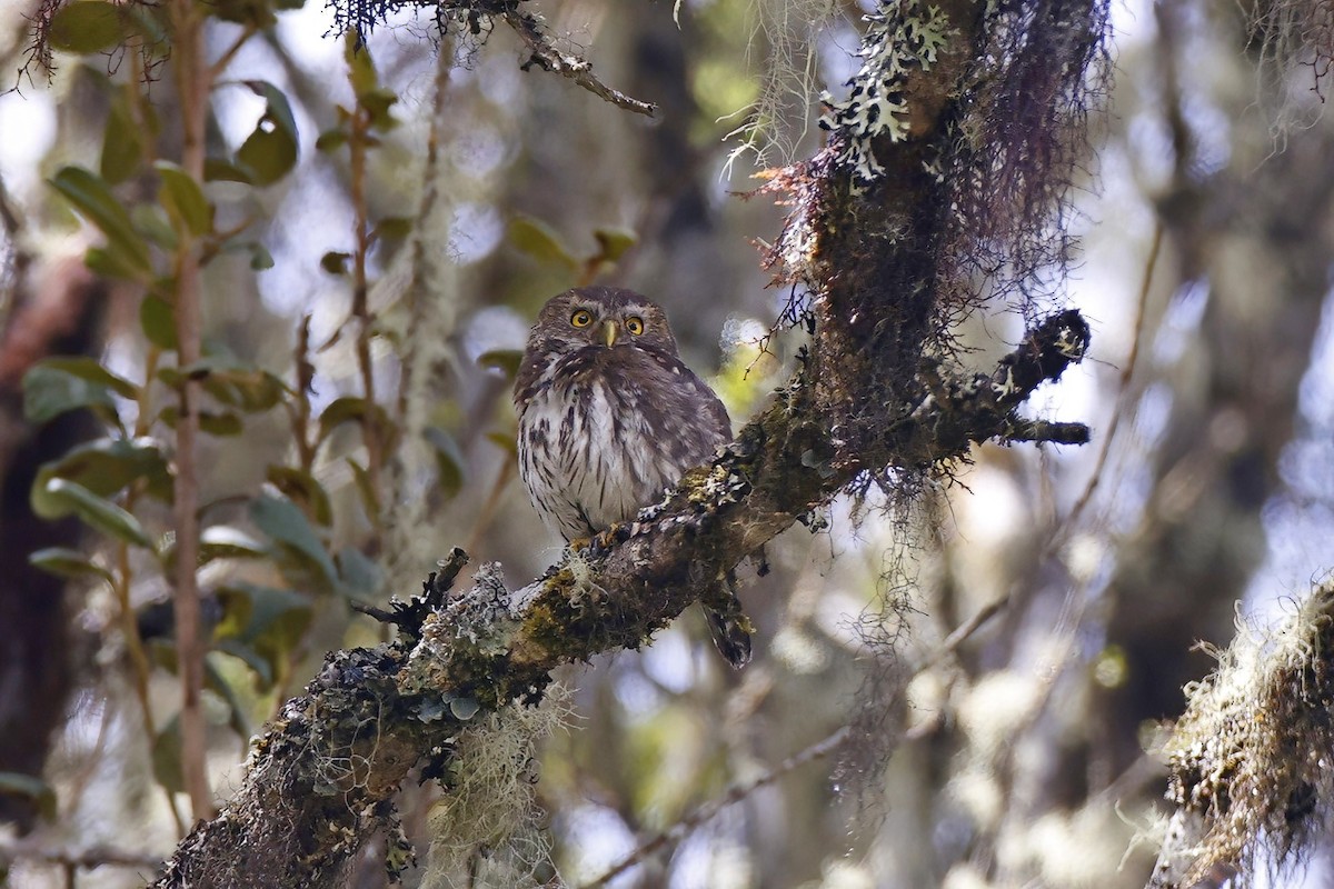 Andean Pygmy-Owl - ML615642580