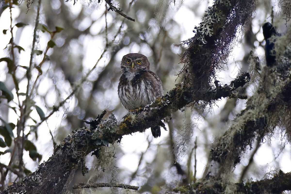 Andean Pygmy-Owl - ML615642581