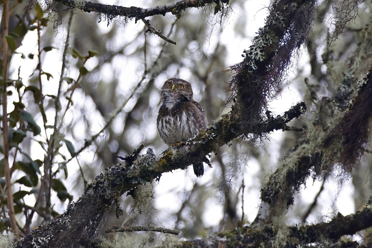 Andean Pygmy-Owl - ML615642582