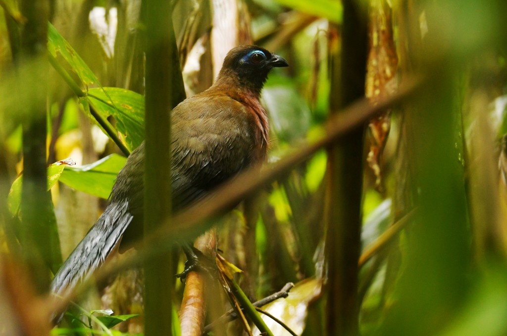 Red-breasted Coua - ML615642699