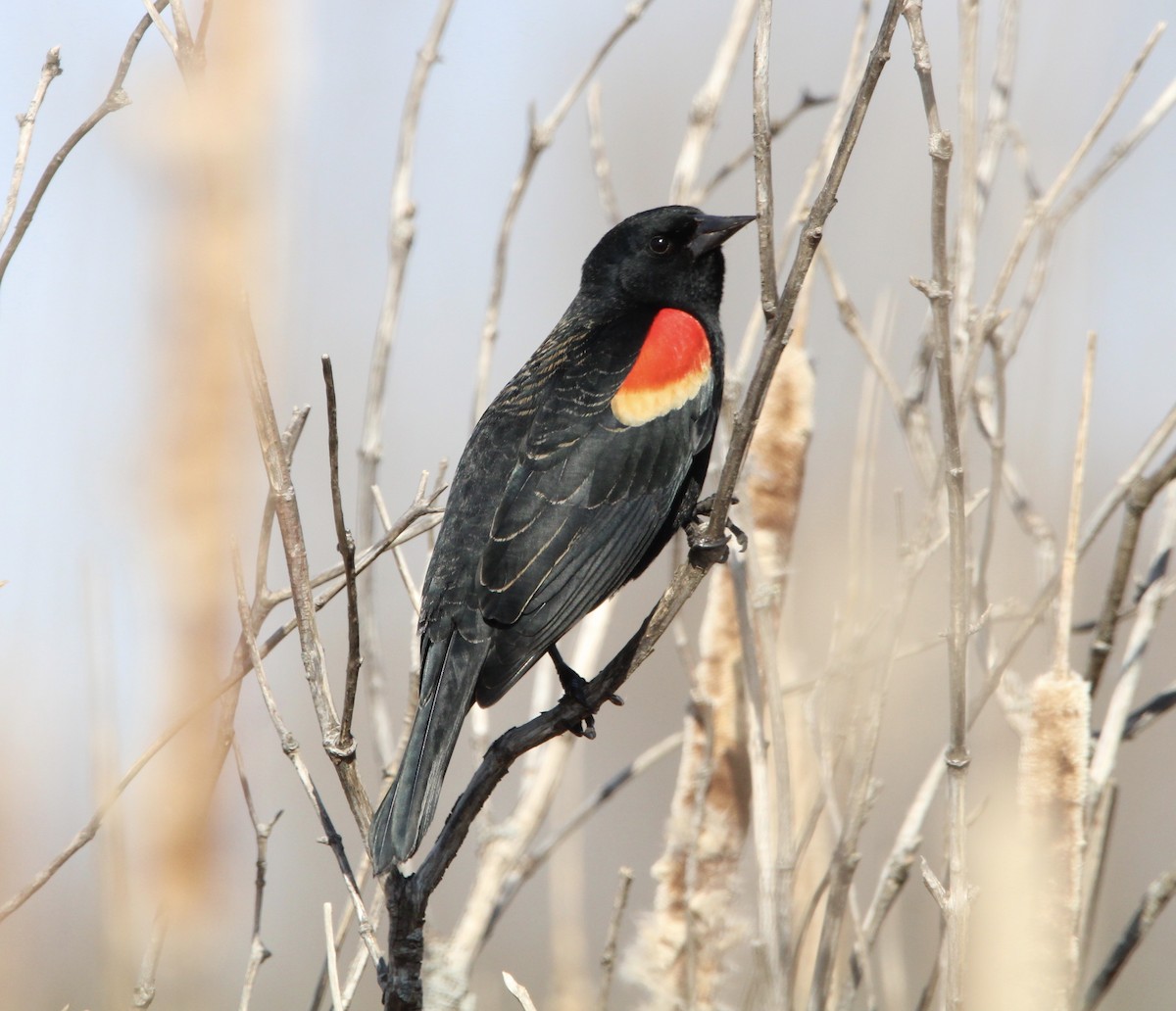 Red-winged Blackbird - Candace Evans