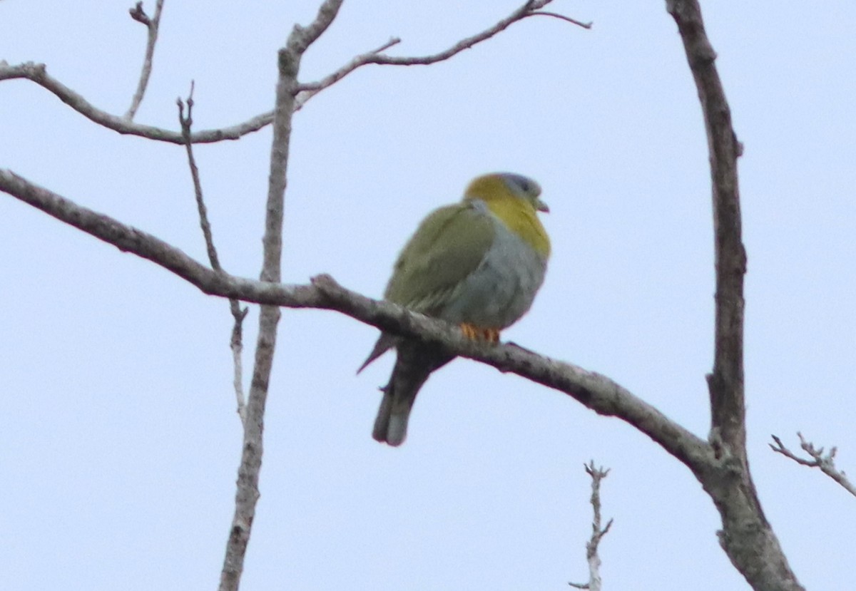 Yellow-footed Green-Pigeon - ML615643286