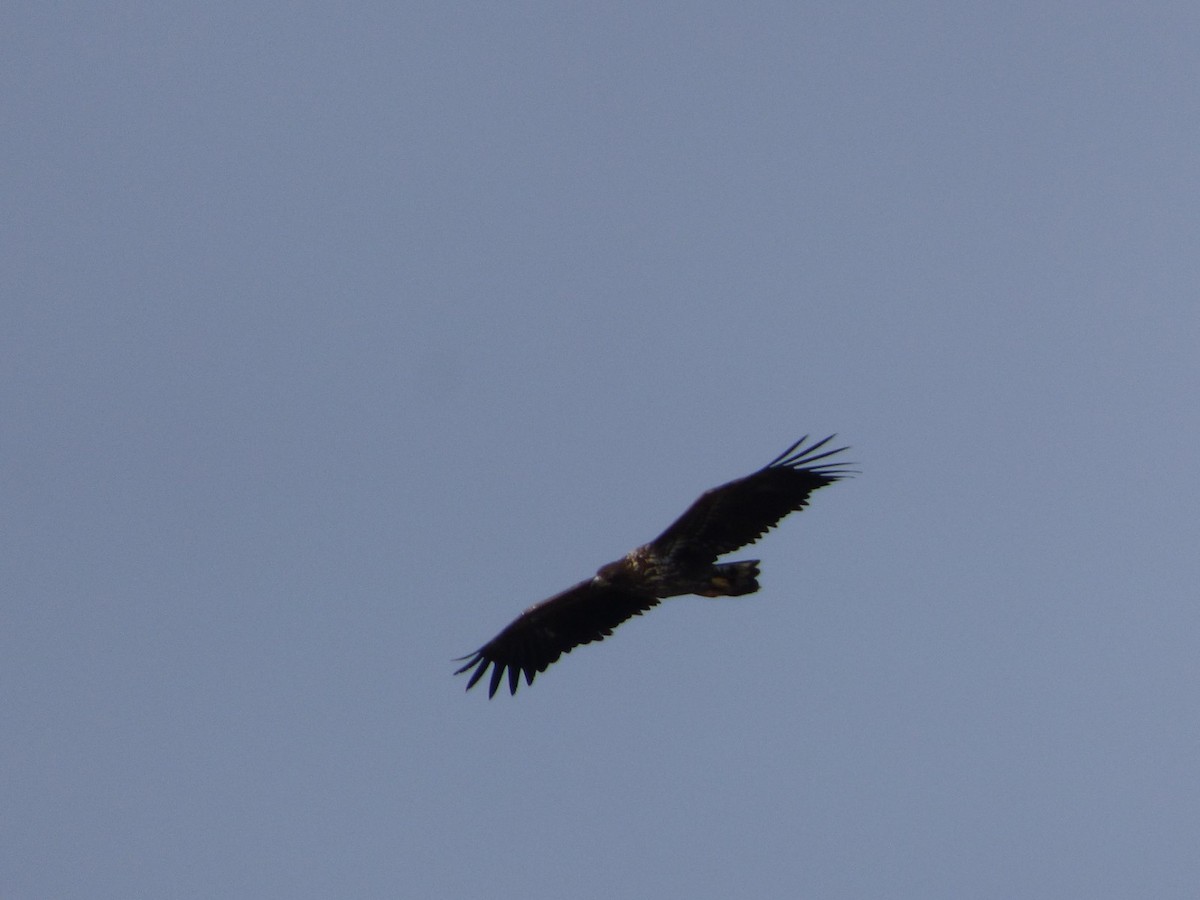 White-tailed Eagle - ML615643333