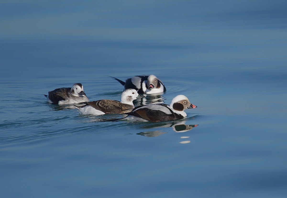 Long-tailed Duck - ML615643357