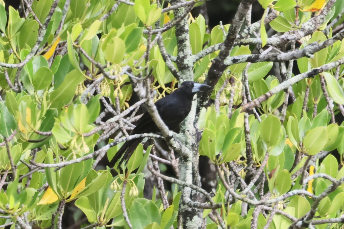 Black Butcherbird - ML615643596
