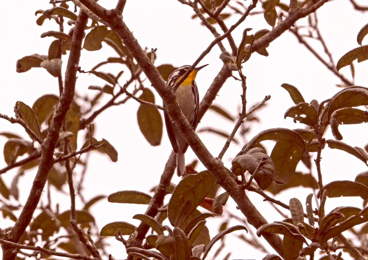 Yellow-throated Warbler - James R. Hill, III