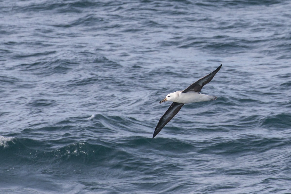 Black-browed Albatross (Black-browed) - ML615643708