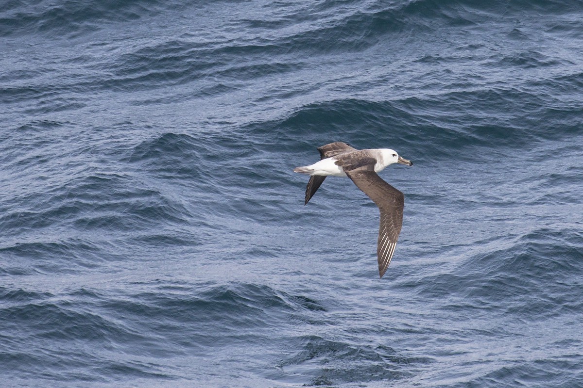 Black-browed Albatross (Black-browed) - ML615643709