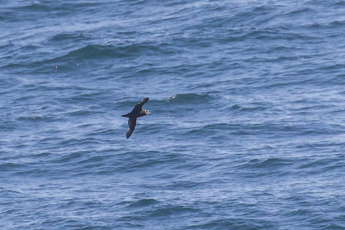 Spectacled Petrel - ML615643750