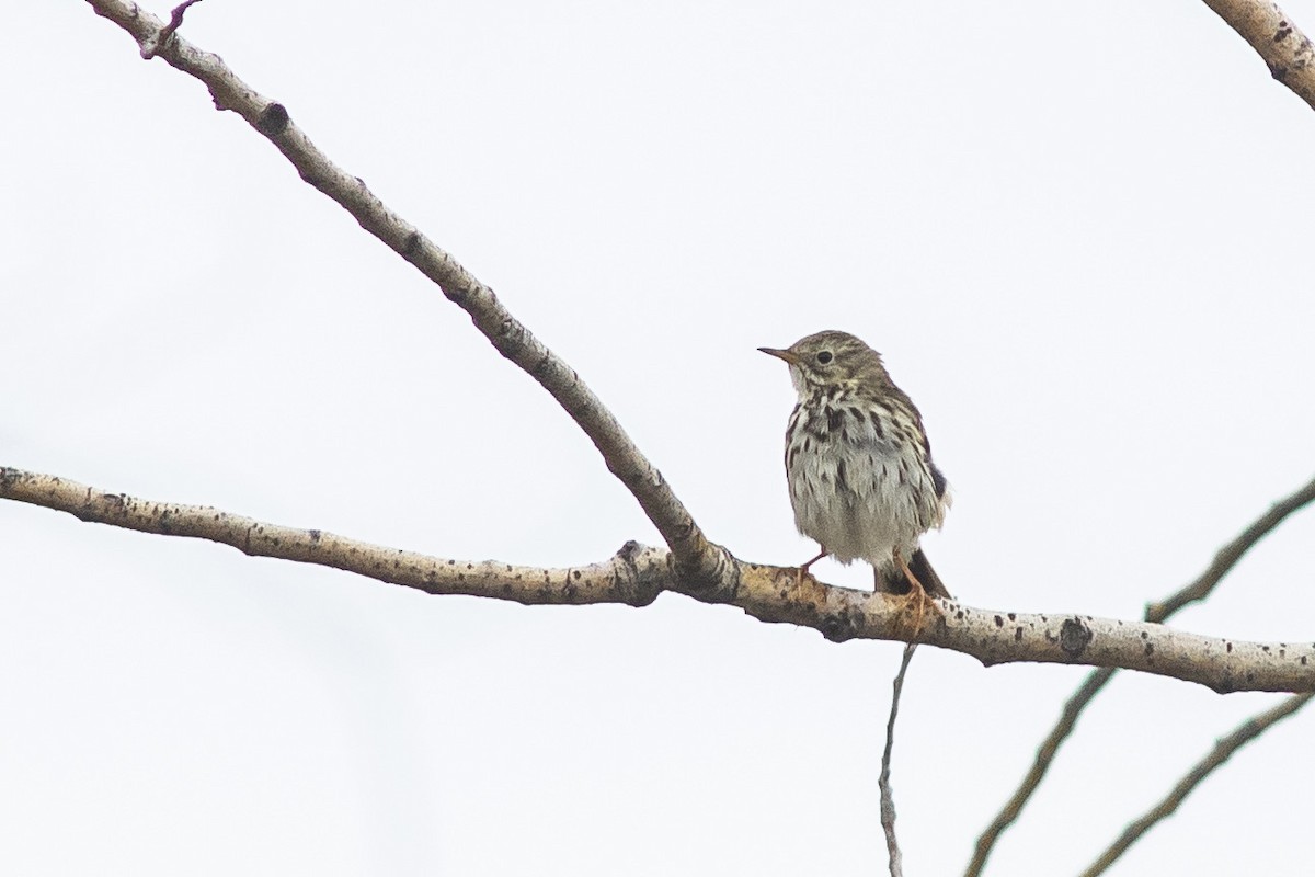 Meadow Pipit - ML615643782
