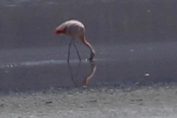 Chilean Flamingo - ML615643869