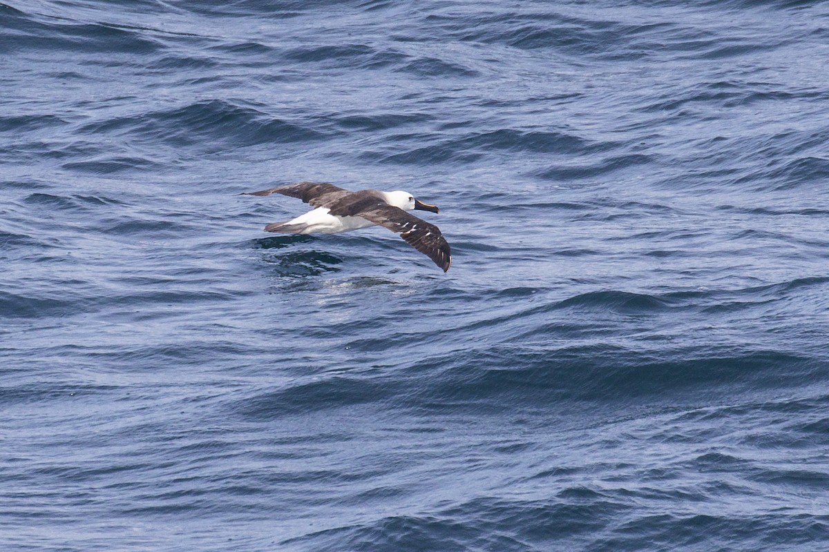 Atlantic Yellow-nosed Albatross - ML615643885