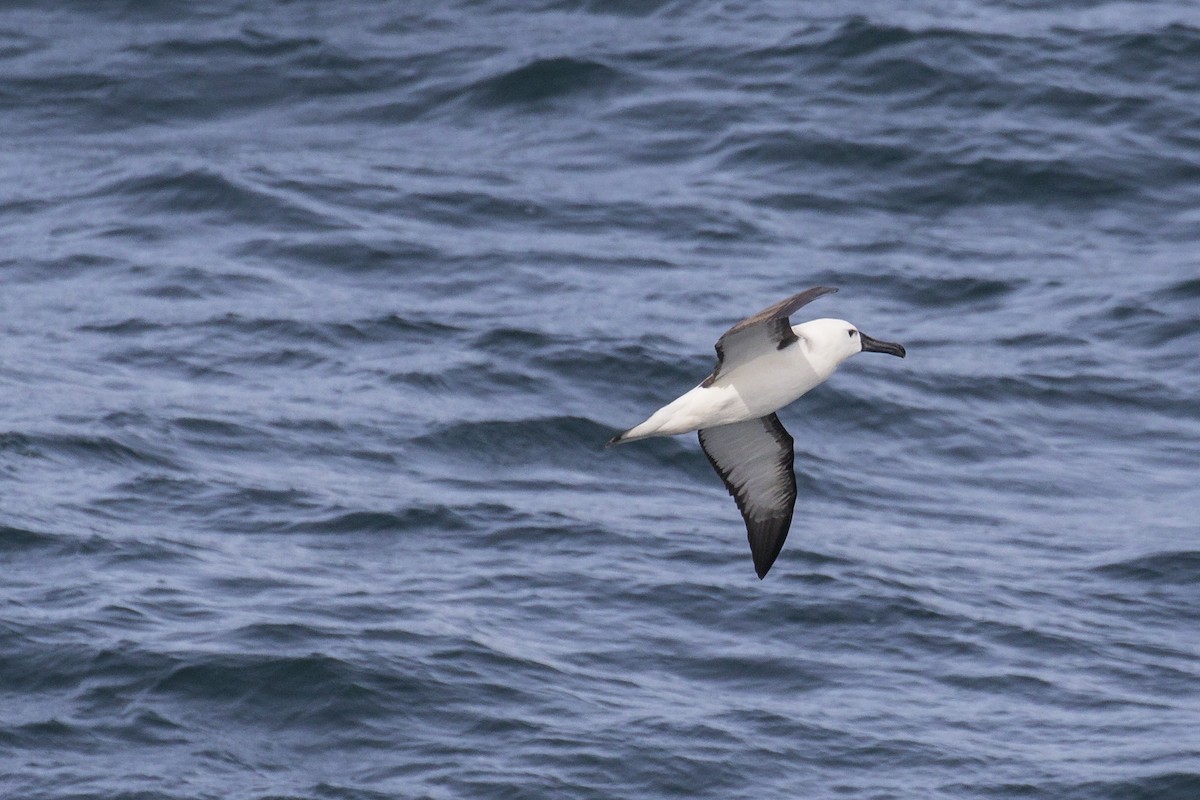 Atlantic Yellow-nosed Albatross - ML615643888