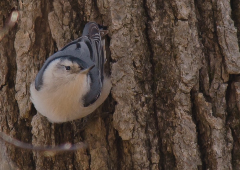 White-breasted Nuthatch - Frank Fogarty