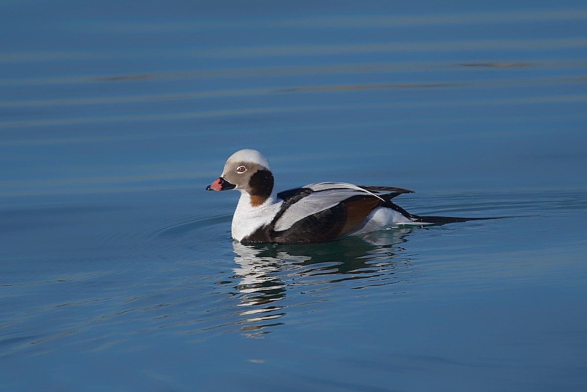 Long-tailed Duck - ML615643918