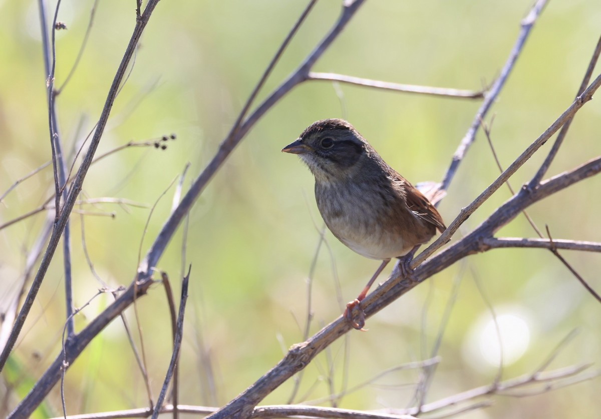Swamp Sparrow - ML615643972