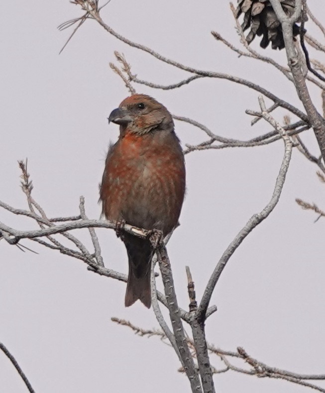 Red Crossbill (North African) - ML615644110
