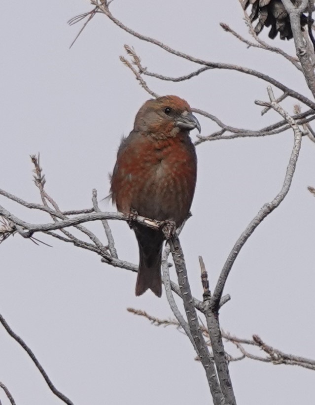 Red Crossbill (North African) - ML615644111