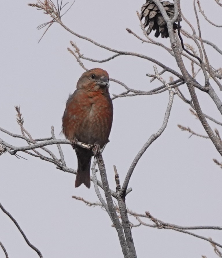 Red Crossbill (North African) - ML615644112