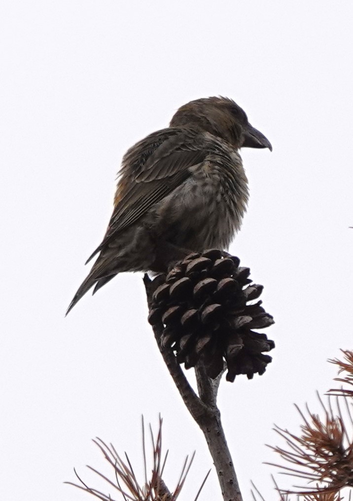 Red Crossbill (North African) - ML615644113