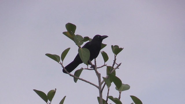 Large-billed Crow - ML615644144