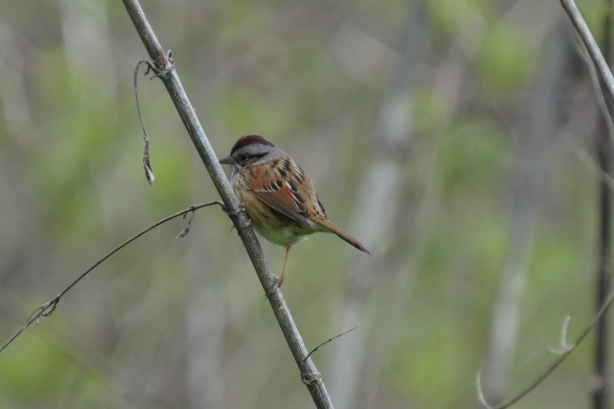 Swamp Sparrow - ML615644189