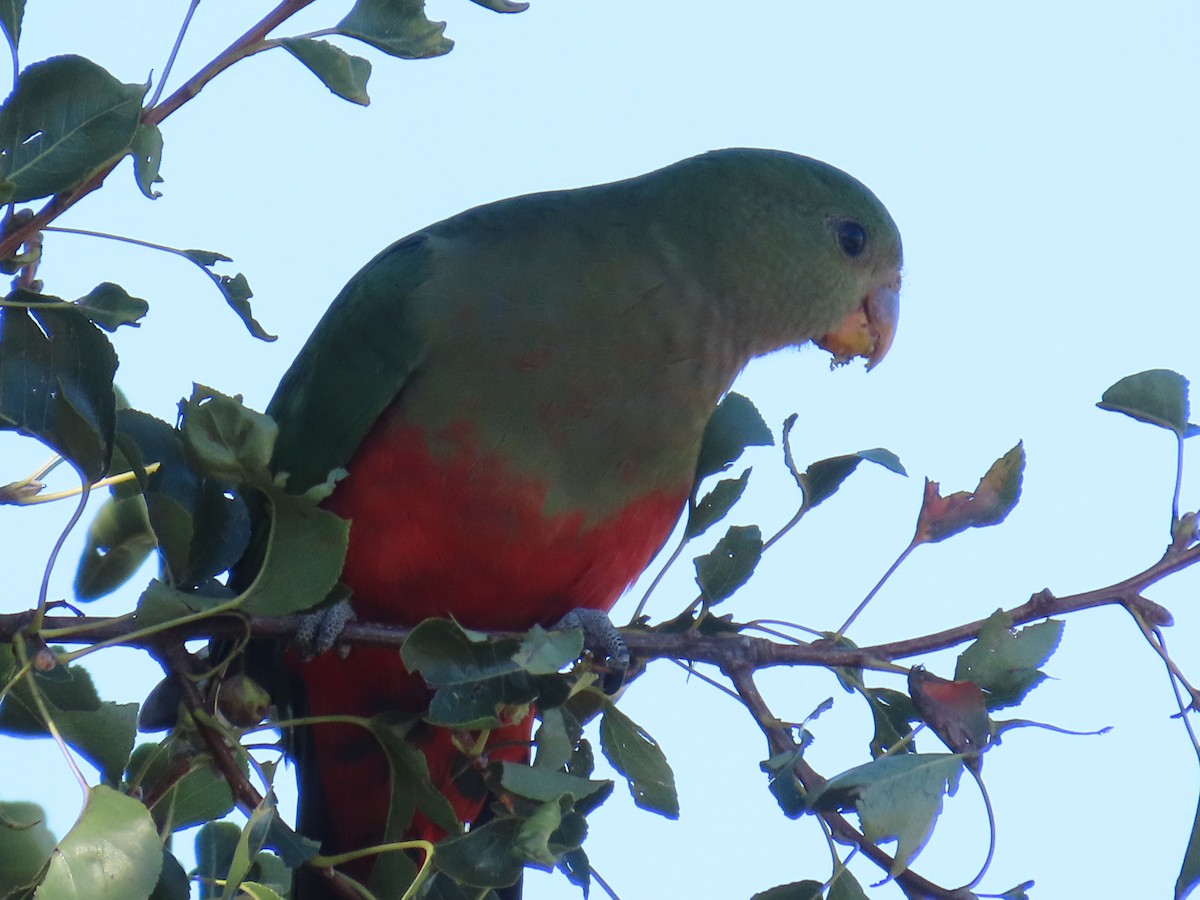 Australian King-Parrot - Ann Breeze