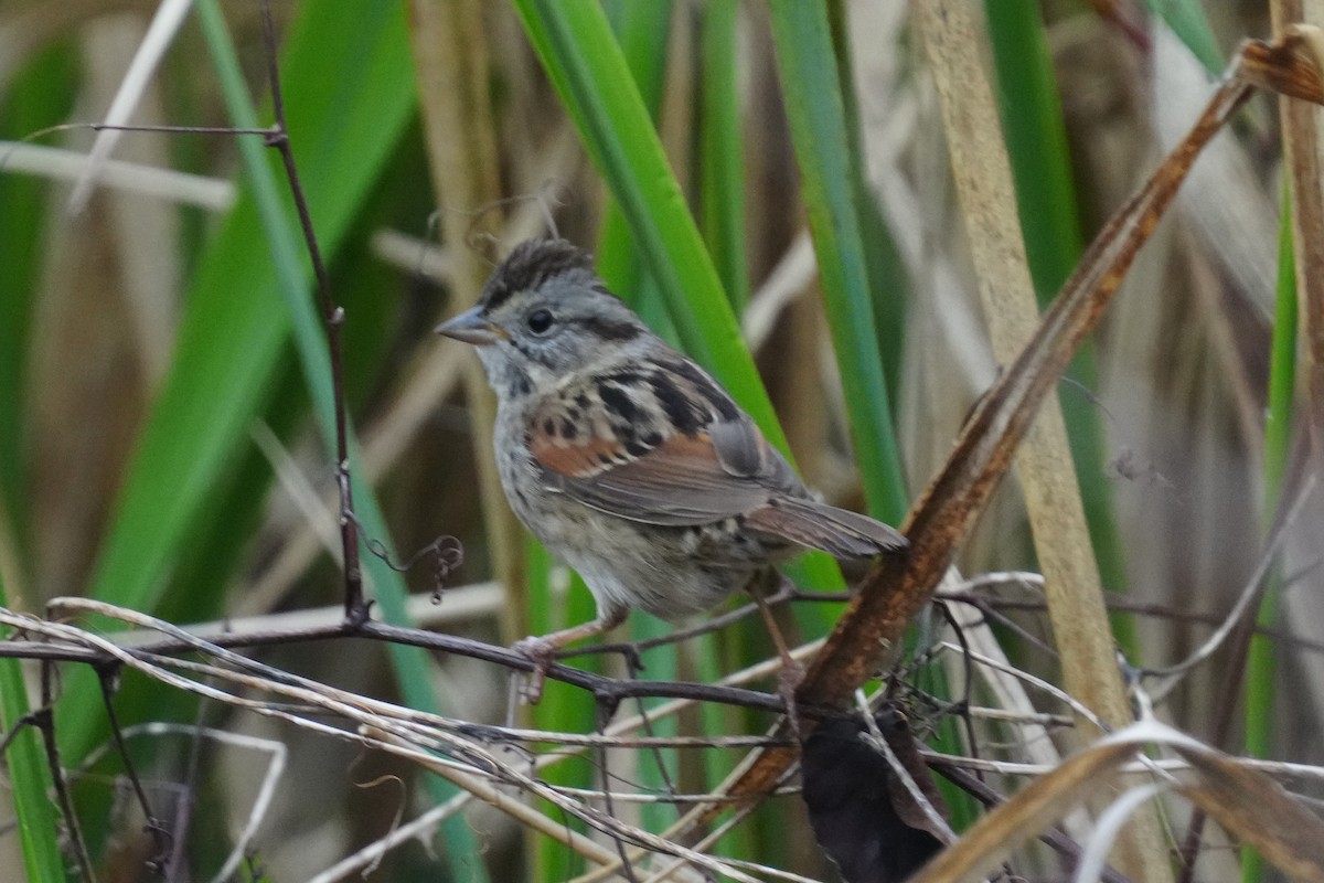 Swamp Sparrow - ML615644204