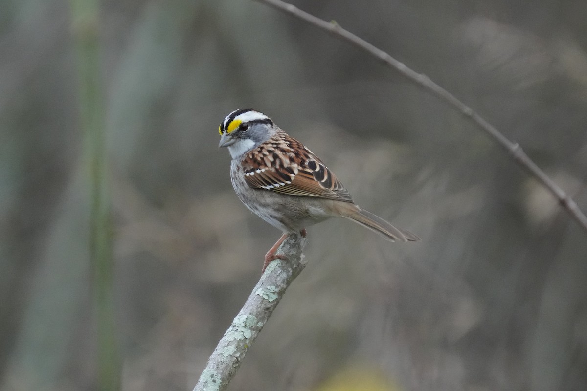 White-throated Sparrow - ML615644227
