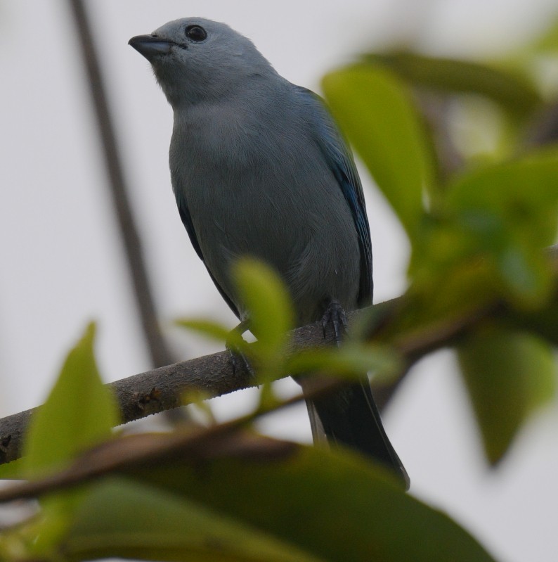 Blue-gray Tanager - ML615644279