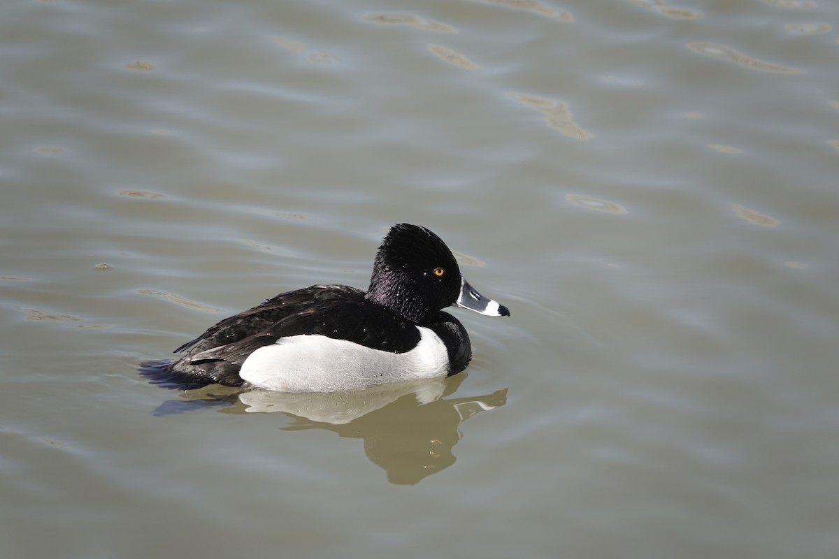 Ring-necked Duck - ML615644323