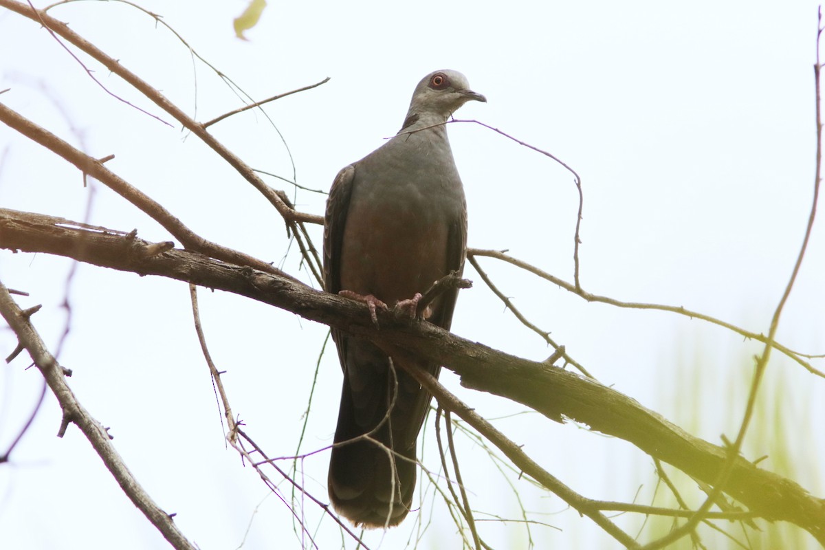 Adamawa Turtle-Dove - ML615644467