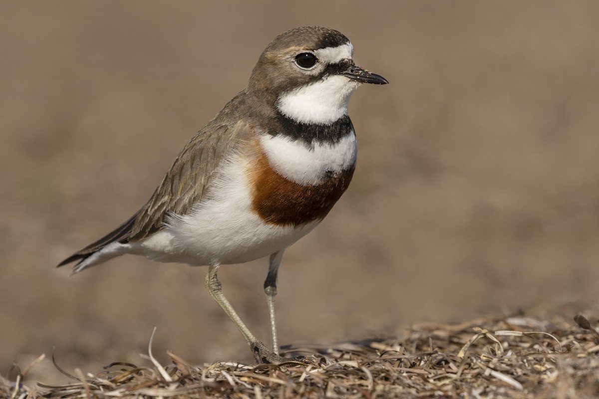 Double-banded Plover - ML615644469