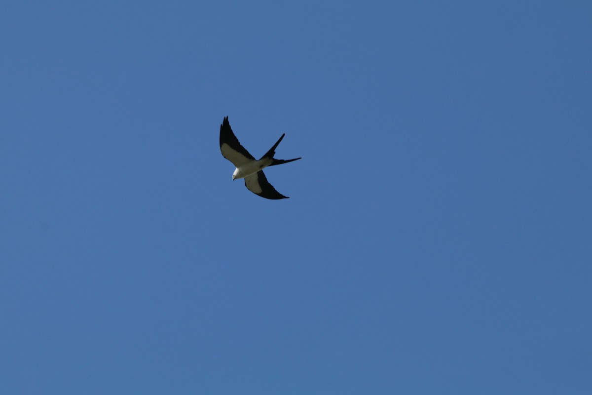 Swallow-tailed Kite - ML615644530