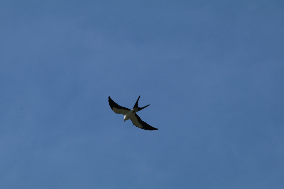 Swallow-tailed Kite - Leslie Pernas-Giz