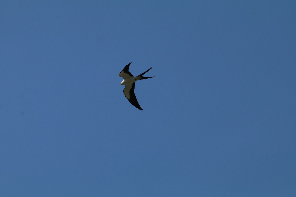 Swallow-tailed Kite - Leslie Pernas-Giz