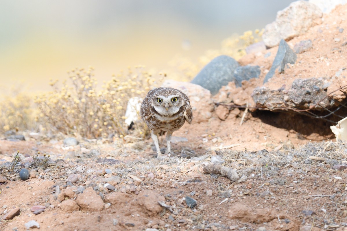 Burrowing Owl (Western) - ML615644586