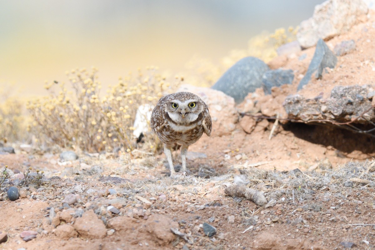 Burrowing Owl (Western) - ML615644587