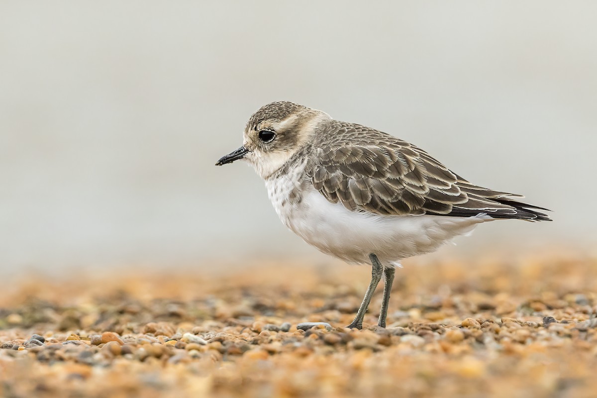 Double-banded Plover - ML615644593