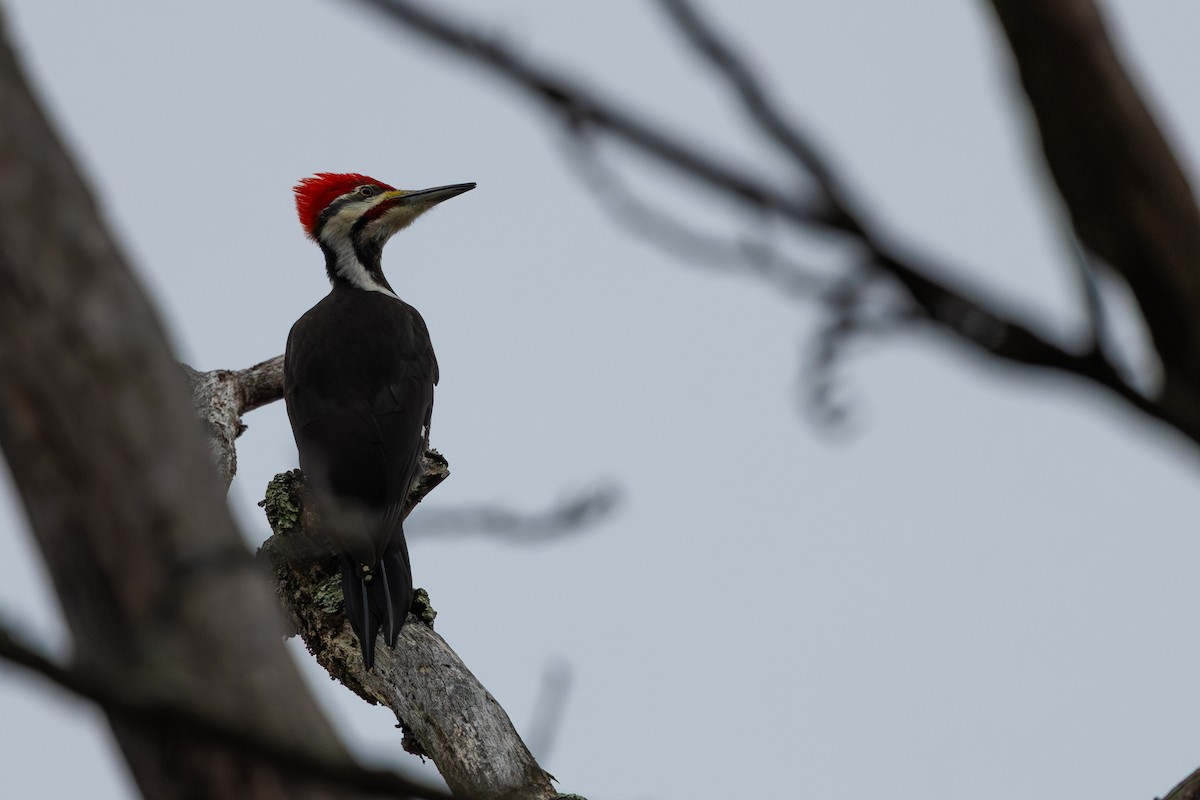 Pileated Woodpecker - R Brodell