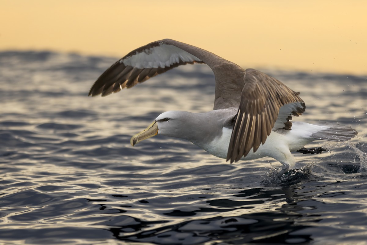 albatros snarský - ML615644882