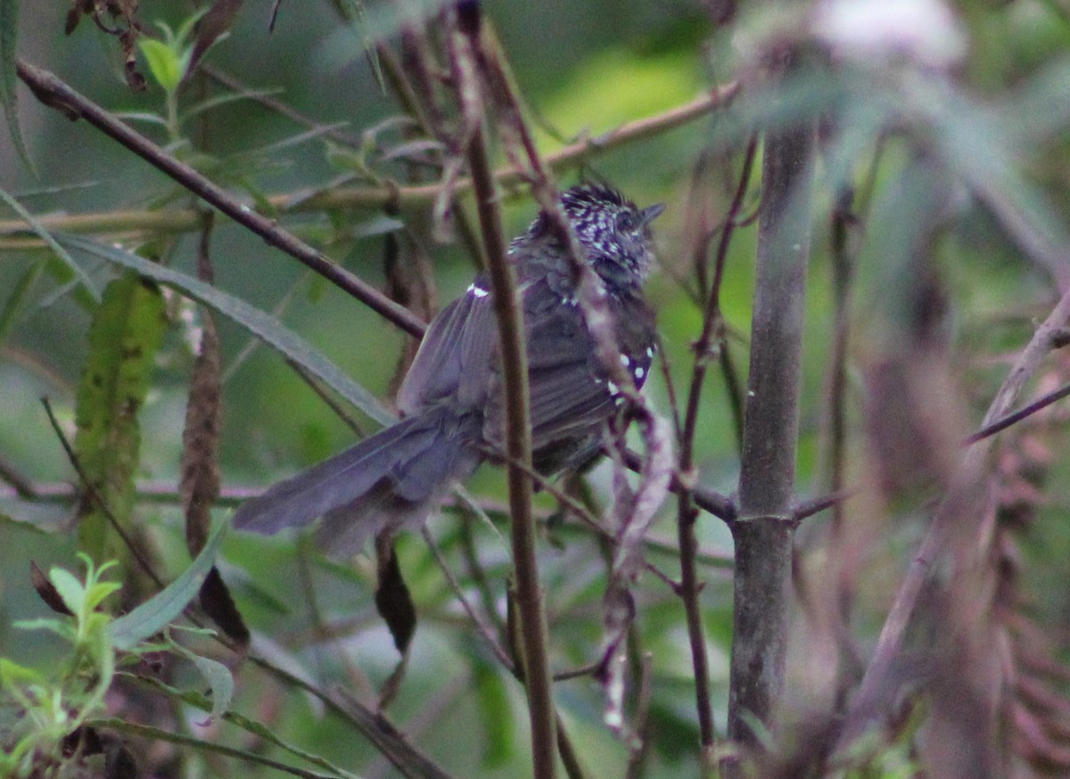 Dusky-tailed Antbird - ML615644885