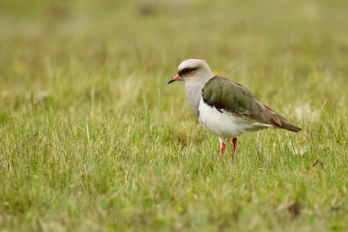 Andean Lapwing - ML615644890