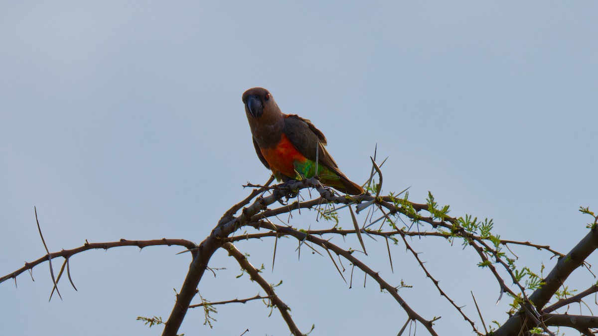 Red-bellied Parrot - ML615644901