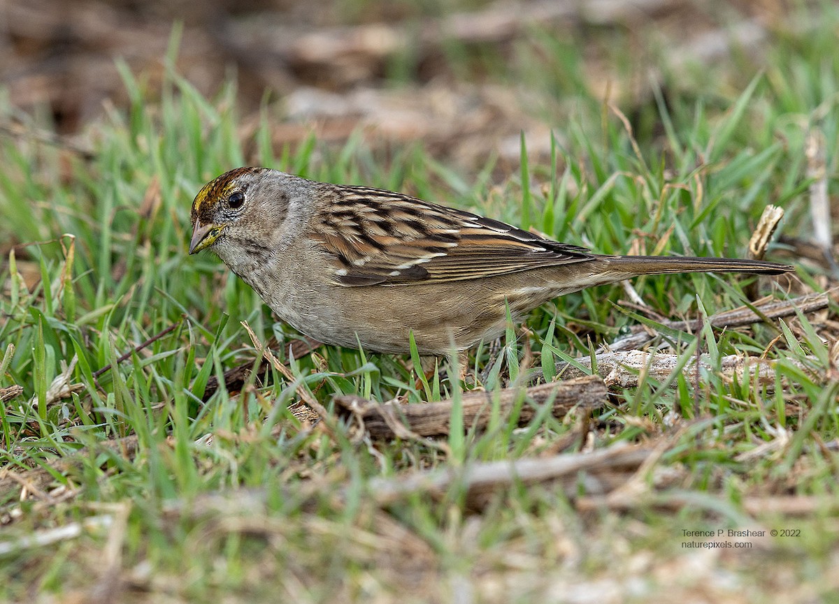 Golden-crowned Sparrow - ML615644919