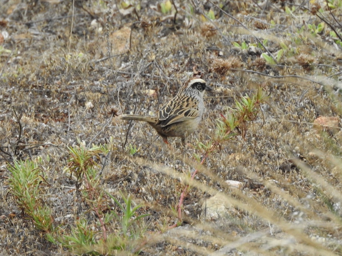 Striped Sparrow - ML615644981