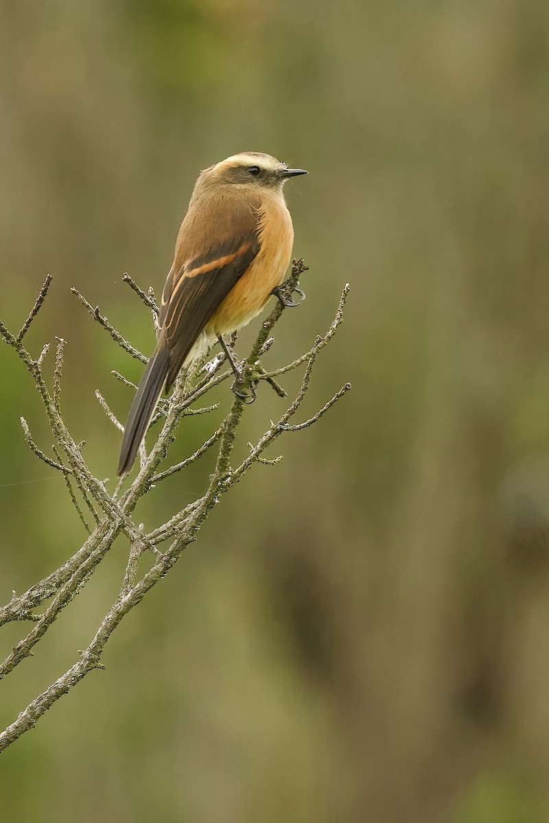 Brown-backed Chat-Tyrant - ML615644992