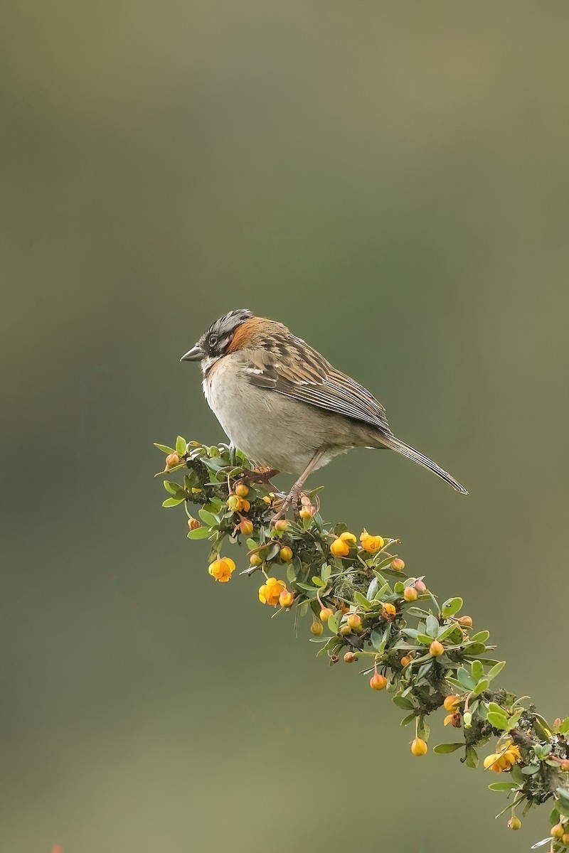 Rufous-collared Sparrow - ML615645028