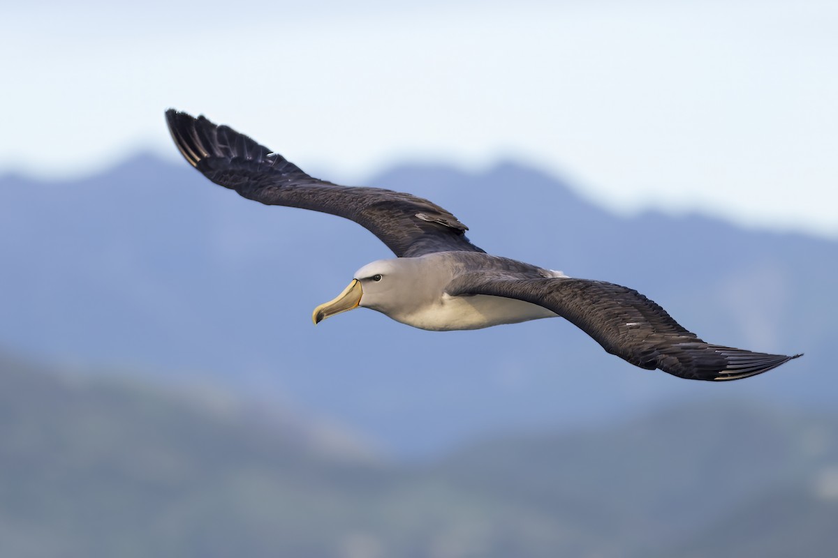 albatros snarský - ML615645164